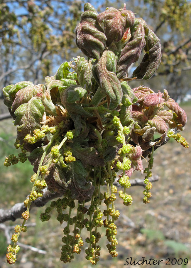 Inflorescence of Oregon White Oak, Garry Oak: Quercus garryana var. garryana