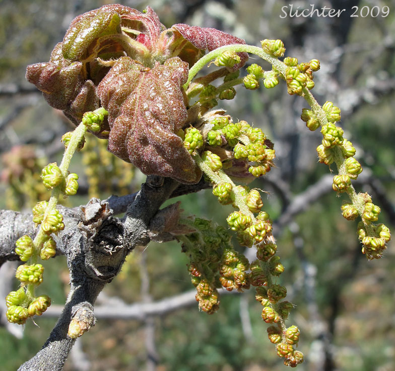 Inflorescence of Oregon White Oak, Garry Oak: Quercus garryana var. garryana