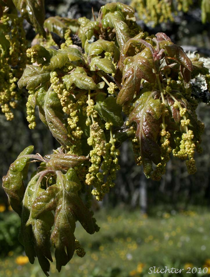 Young leaves and pendant inflorescences of Oregon White Oak, Garry Oak: Quercus garryana var. garryana