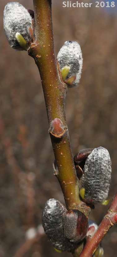 "Pussy willow" buds of Arroyo Willow: Salix lasiolepis (Synonyms: Salix lasiolepis var. bakeri, Salix lasiolepis var. bigelovii, Salix lasiolepis var. lasiolepis)