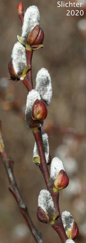 Arroyo Willow: Salix lasiolepis (Synonyms: Salix lasiolepis var. bakeri, Salix lasiolepis var. bigelovii, Salix lasiolepis var. lasiolepis)