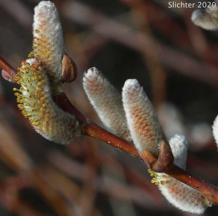 Arroyo Willow: Salix lasiolepis (Synonyms: Salix lasiolepis var. bakeri, Salix lasiolepis var. bigelovii, Salix lasiolepis var. lasiolepis)