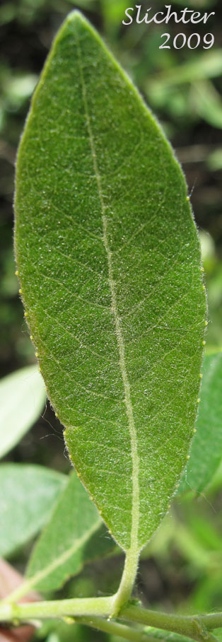 Dorsal leaf surface of Arroyo Willow: Salix lasiolepis (Synonyms: Salix lasiolepis var. bakeri, Salix lasiolepis var. bigelovii, Salix lasiolepis var. lasiolepis)
