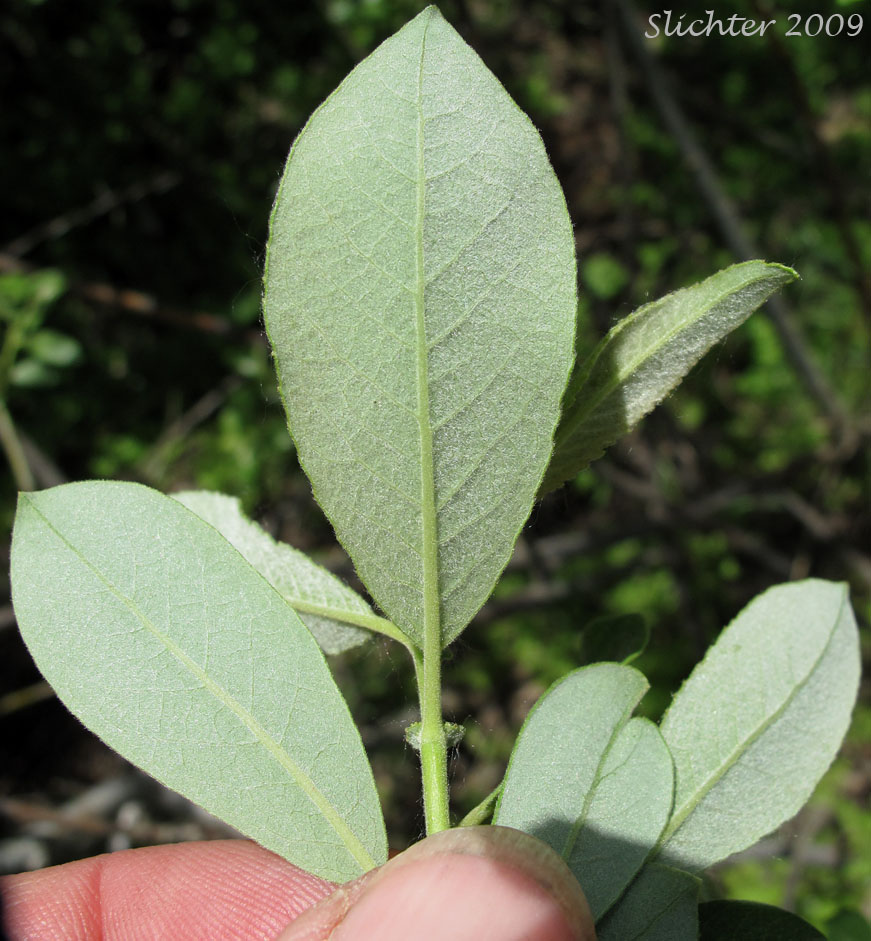 Ventral leaf surfaces of Arroyo Willow: Salix lasiolepis (Synonyms: Salix lasiolepis var. bakeri, Salix lasiolepis var. bigelovii, Salix lasiolepis var. lasiolepis)