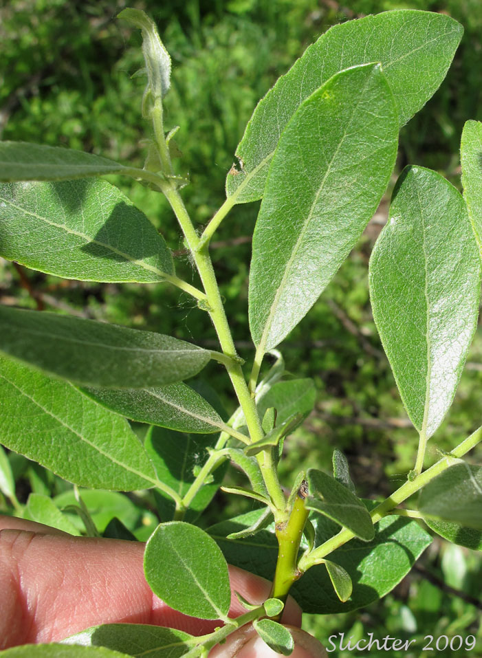 Dorsal leaf surfaces of Arroyo Willow: Salix lasiolepis (Synonyms: Salix lasiolepis var. bakeri, Salix lasiolepis var. bigelovii, Salix lasiolepis var. lasiolepis)