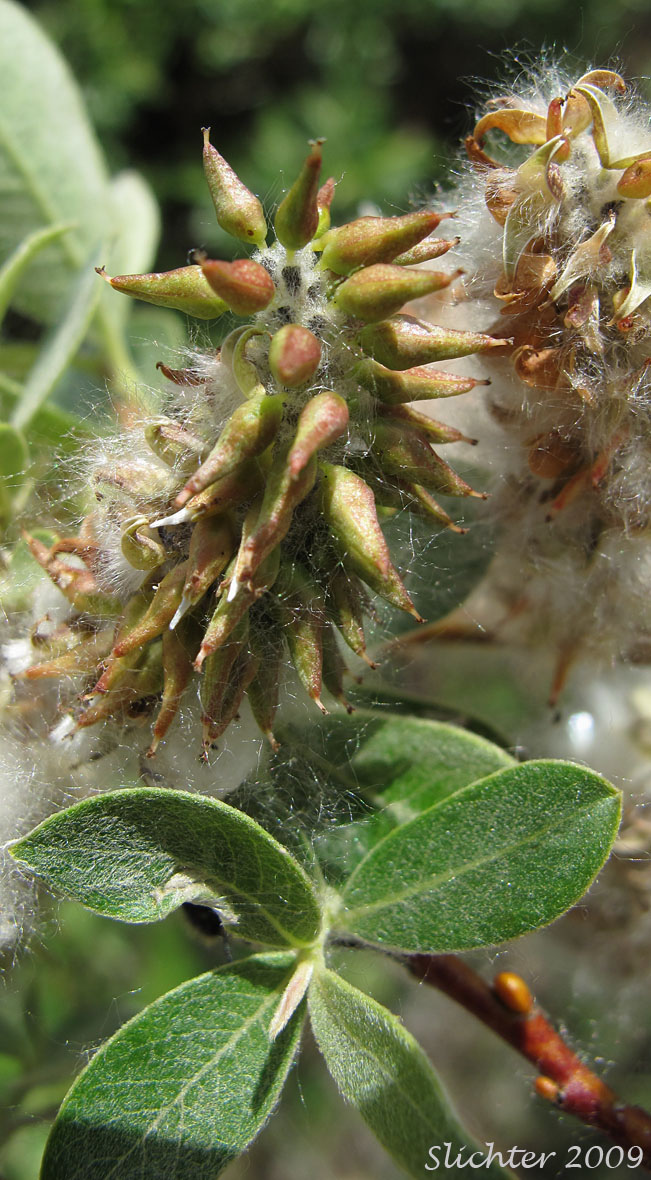 Pistils of Arroyo Willow: Salix lasiolepis (Synonyms: Salix lasiolepis var. bakeri, Salix lasiolepis var. bigelovii, Salix lasiolepis var. lasiolepis)