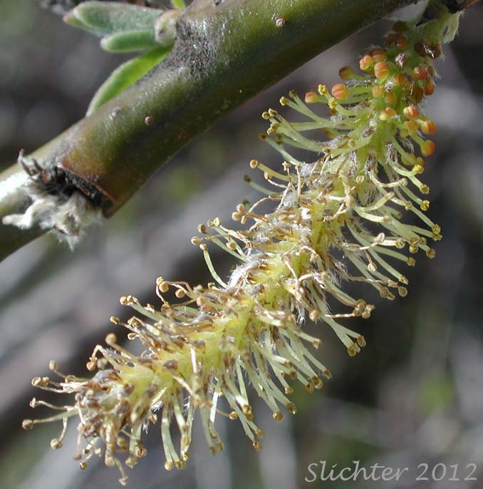 Staminate catkin of Arroyo Willow: Salix lasiolepis (Synonyms: Salix lasiolepis var. bakeri, Salix lasiolepis var. bigelovii, Salix lasiolepis var. lasiolepis)