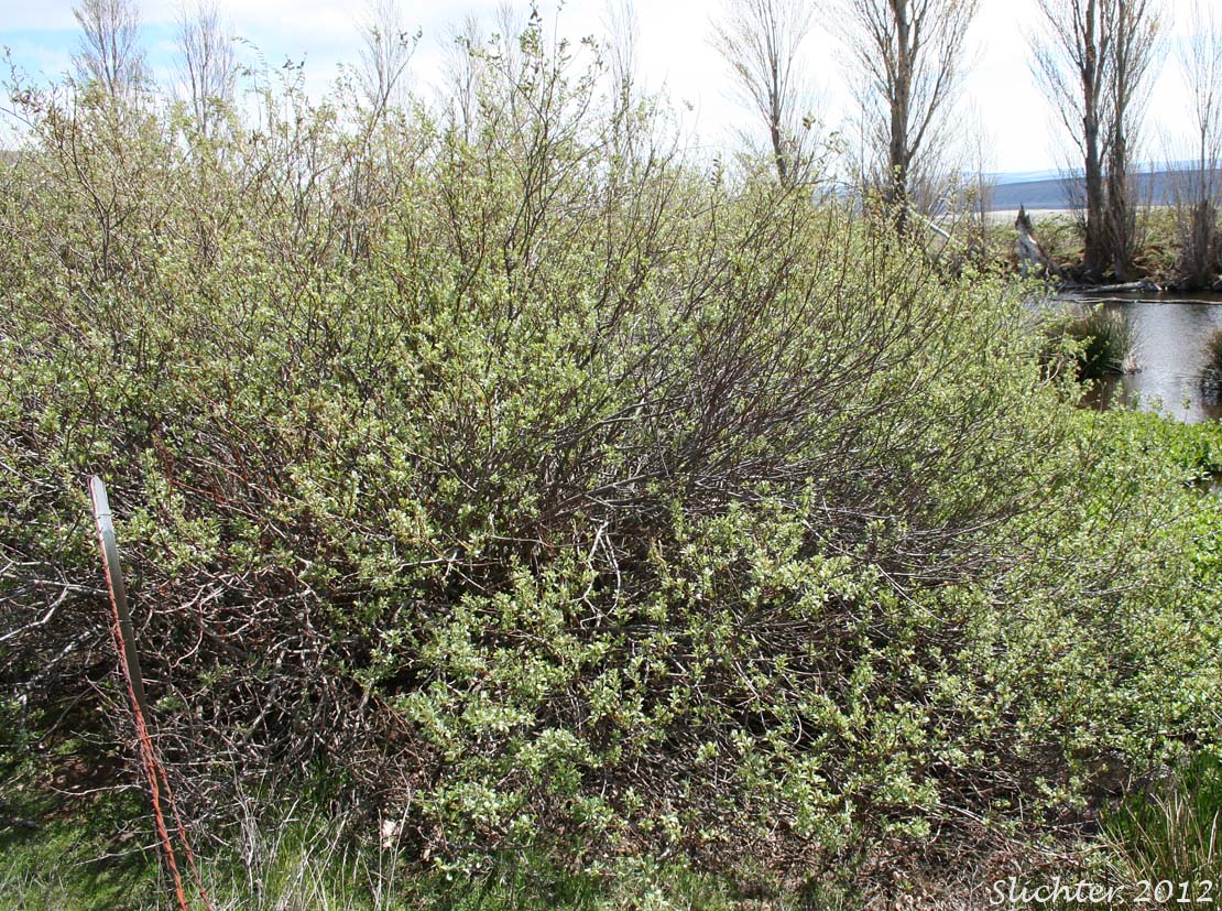 A mass of male and female plants of Arroyo Willow: Salix lasiolepis (Synonyms: Salix lasiolepis var. bakeri, Salix lasiolepis var. bigelovii, Salix lasiolepis var. lasiolepis)