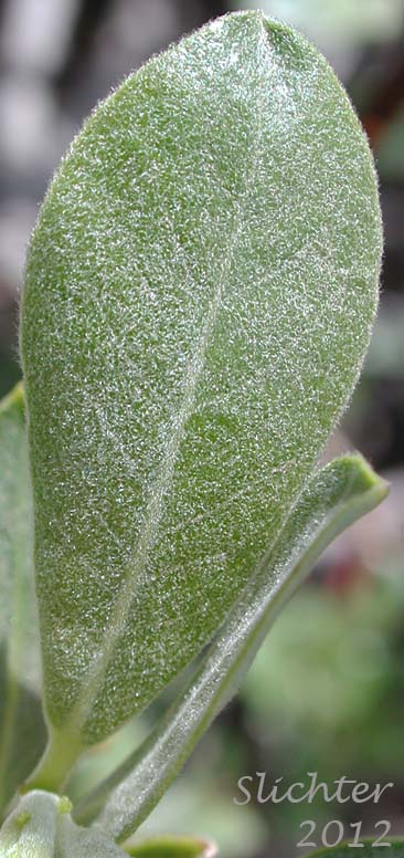 Dorsal surface of a young leaf of Arroyo Willow: Salix lasiolepis (Synonyms: Salix lasiolepis var. bakeri, Salix lasiolepis var. bigelovii, Salix lasiolepis var. lasiolepis)
