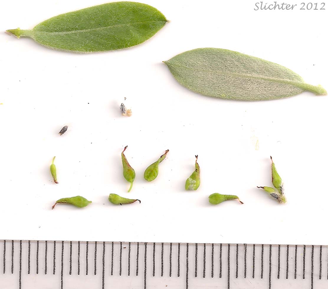 Young leaves, pistils and floral bracts of Arroyo Willow: Salix lasiolepis (Synonyms: Salix lasiolepis var. bakeri, Salix lasiolepis var. bigelovii, Salix lasiolepis var. lasiolepis)