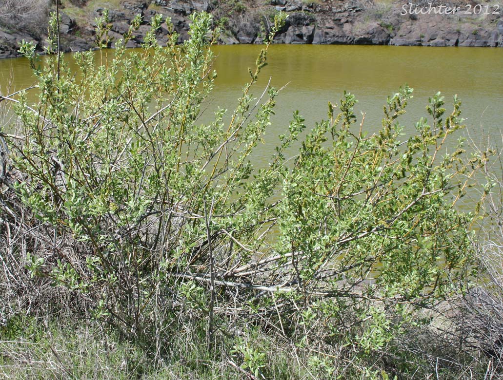 Female plant of Arroyo Willow: Salix lasiolepis (Synonyms: Salix lasiolepis var. bakeri, Salix lasiolepis var. bigelovii, Salix lasiolepis var. lasiolepis)