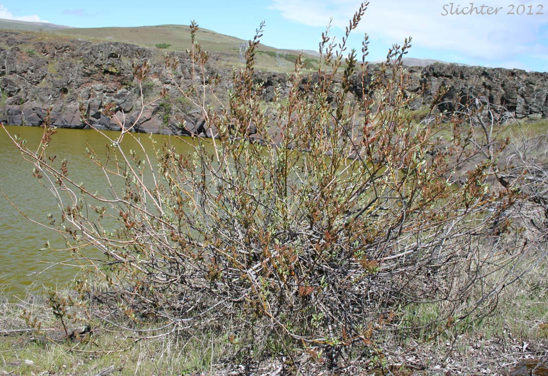 Female plant of Arroyo Willow: Salix lasiolepis (Synonyms: Salix lasiolepis var. bakeri, Salix lasiolepis var. bigelovii, Salix lasiolepis var. lasiolepis)