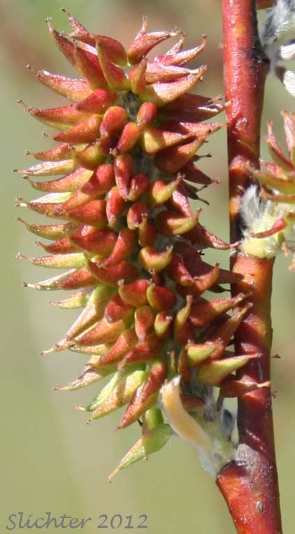 Pistillate catkin of Arroyo Willow: Salix lasiolepis (Synonyms: Salix lasiolepis var. bakeri, Salix lasiolepis var. bigelovii, Salix lasiolepis var. lasiolepis)