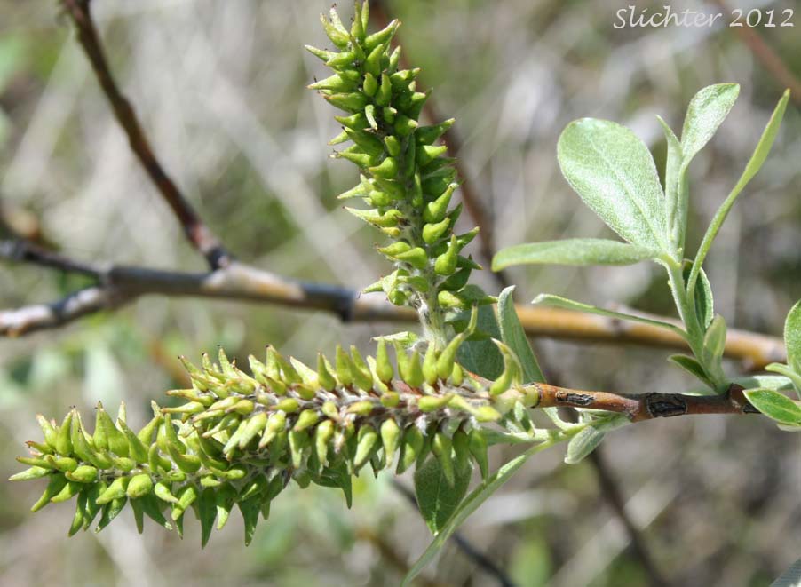 Pistillate catkins and young leaves of Arroyo Willow: Salix lasiolepis (Synonyms: Salix lasiolepis var. bakeri, Salix lasiolepis var. bigelovii, Salix lasiolepis var. lasiolepis)