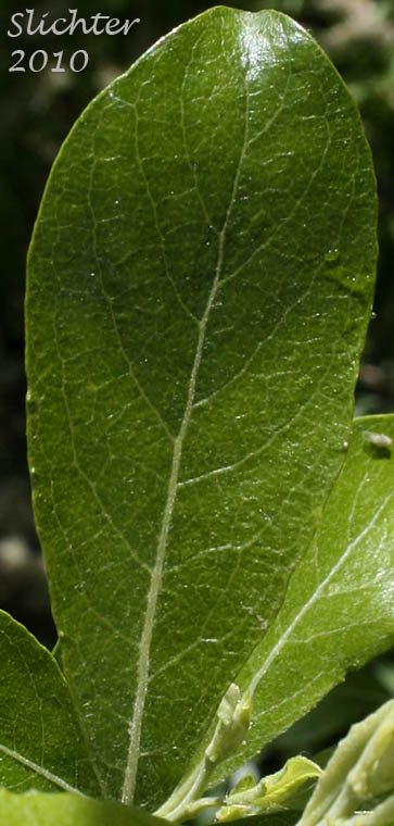 Dorsal leaf surface of Scouler's Willow: Salix scouleriana (Synonyms: Salix scouleriana var. brachystachys, Salix scouleriana var. coetaenea, Salix scouleriana var. crassijulis, Salix scouleriana var. flavescens, Salix scouleriana var. poikila, Salix scouleriana var. scouleriana, Salix scouleriana var. thompsonii, Salix stagnalis)