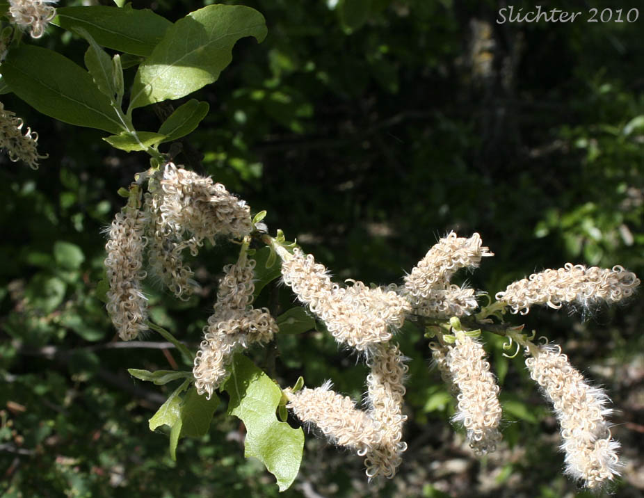 Inflorescence and leaves of Scouler's Willow: Salix scouleriana (Synonyms: Salix scouleriana var. brachystachys, Salix scouleriana var. coetaenea, Salix scouleriana var. crassijulis, Salix scouleriana var. flavescens, Salix scouleriana var. poikila, Salix scouleriana var. scouleriana, Salix scouleriana var. thompsonii, Salix stagnalis)