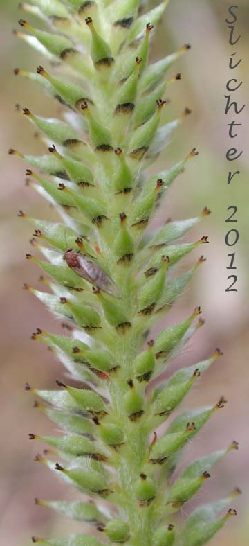 Close-up of the female catkin of Sitka Willow: Salix sitchensis (Synonyms: Salix coulteri, Salix cuneata, Salix sitchensis var. congesta, Salix sitchensis var. denudata, Salix sitchensis var. parviflora, Salix sitchensis var. ralphiana)