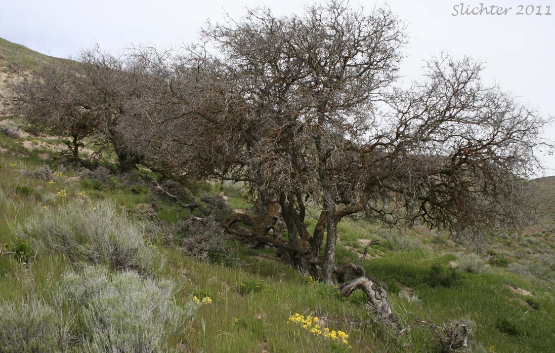 western hackberry tree
