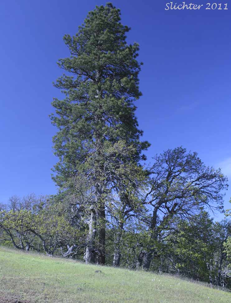 Blackjack Pine, Bull Pine, Ponderosa Pine, Western Yellow Pine: Pinus ponderosa var. ponderosa (Synonyms: Pinus beardsleyi, Pinus benthamiana, Pinus brachyptera, Pinus ponderosa var. scopulorum, Pinus washoensis)