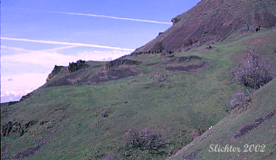 A mid March shot of the steep terrain along the 3 Bench Loop. The bare trees in the ravine are either big-leaf maples or Oregon white oaks.