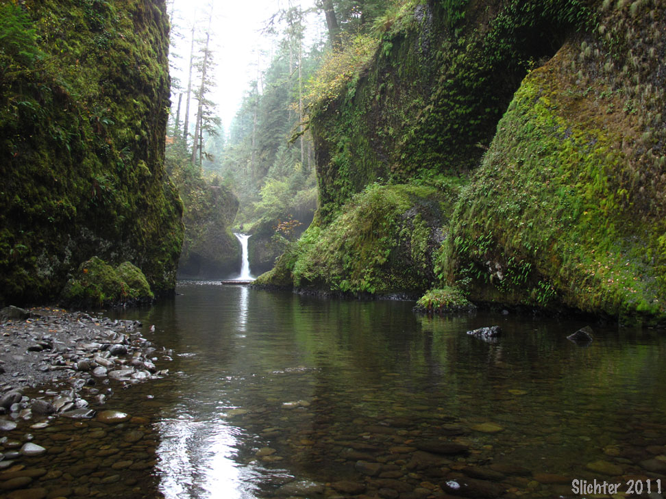 Columbia River Gorge National Scenic Area - Eagle Creek Trailhead & Trail  (#440)