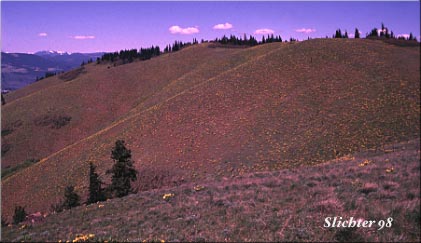 View of Hood River Mountain Meadows.......May 1989. 