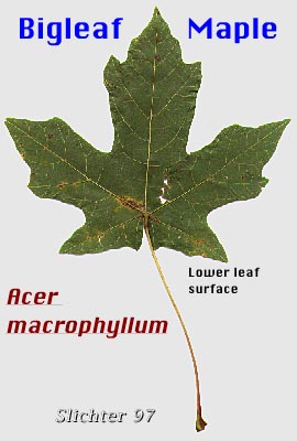anchor big leaf maple