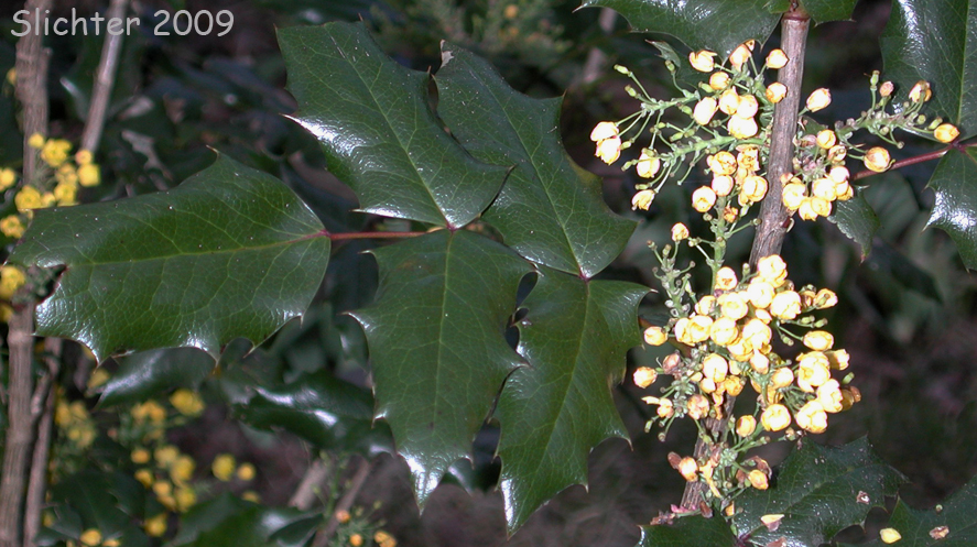 Shining Oregon Grape, Shining Oregon-grape, Tall Oregon Grape, Tall Oregongrape, Holly-leaf Oregon-grape: Berberis aquifolium (Synonym: Mahonia aquifolium)