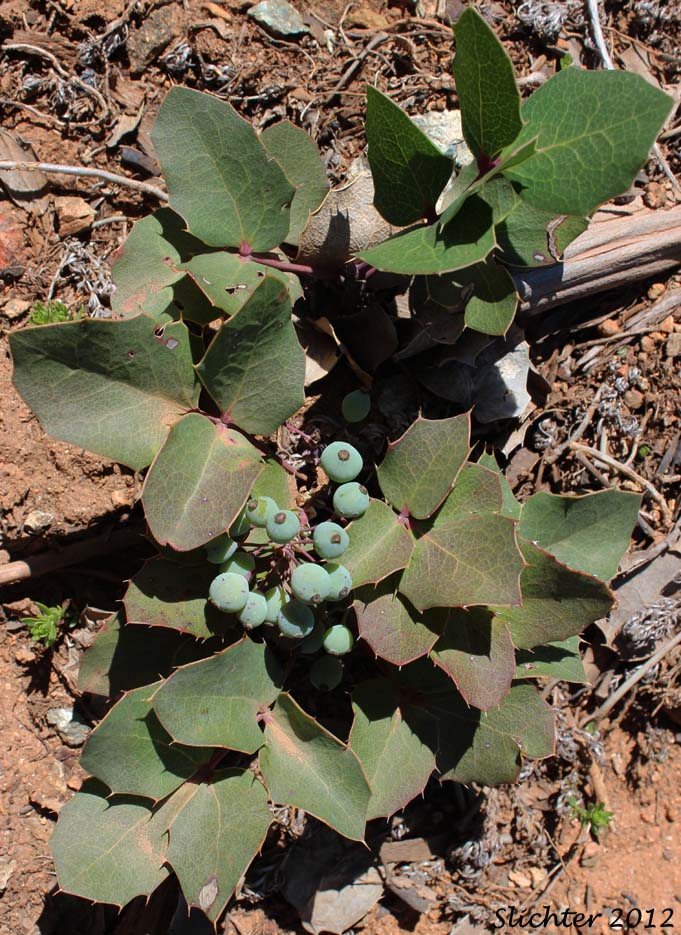 Pygmy Oregon Grape, Dwarf Western Barberry: Berberis pumila (Synonym: Mahonia pumila)