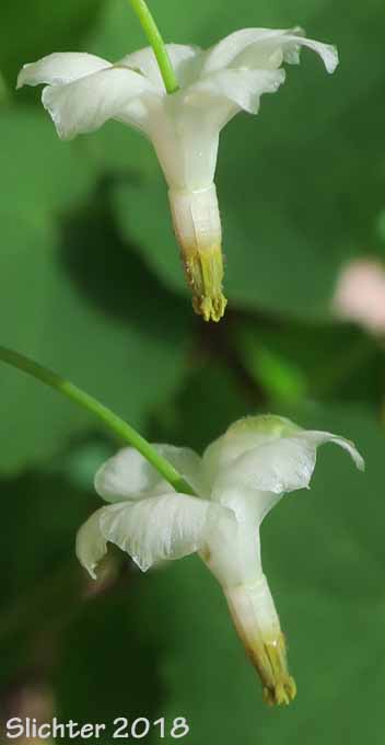 Inside-out-flower, Northern Inside-out Flower, Northern Vancouveria, White Inside-out-flower: Vancouveria hexandra (Synonyms: Epimedium hexandrum, Vancouveria brevicula, Vancouveria picta)