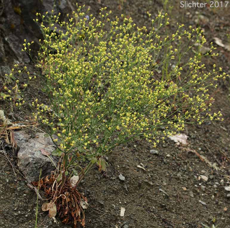 Barestem Buckwheat, Naked Buckwheat, Naked Wild Buckwheat, Tall Buckwheat: Eriogonum nudum var. nudum (Synonym: Eriogonum latifolium var. parvulum