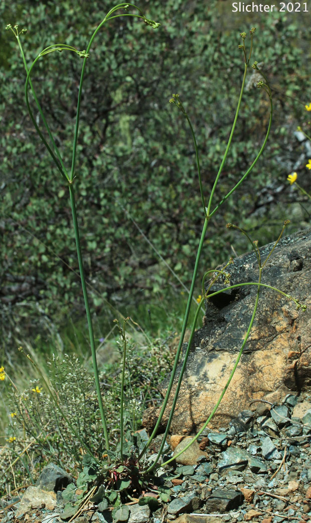 Barestem Buckwheat, Naked Buckwheat, Naked Wild Buckwheat, Tall Buckwheat: Eriogonum nudum var. nudum (Synonym: Eriogonum latifolium var. parvulum)