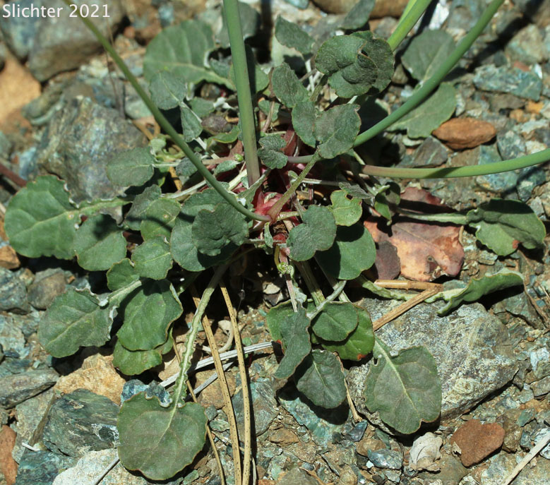 Barestem Buckwheat, Naked Buckwheat, Naked Wild Buckwheat, Tall Buckwheat: Eriogonum nudum var. nudum (Synonym: Eriogonum latifolium var. parvulum)