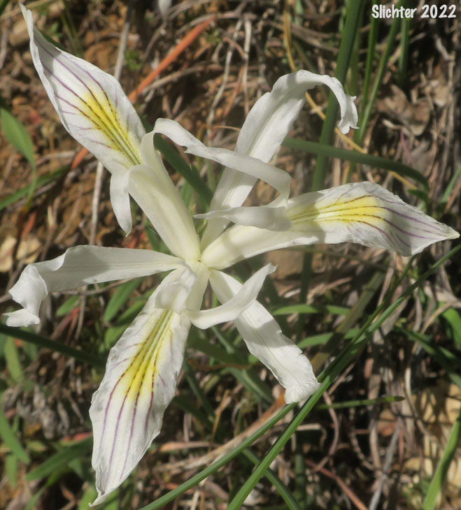 Slender-tubed Iris, Yellow-leaf Iris: Iris chrysophylla (Synonyms: Iris californica, Iris macrosiphon)