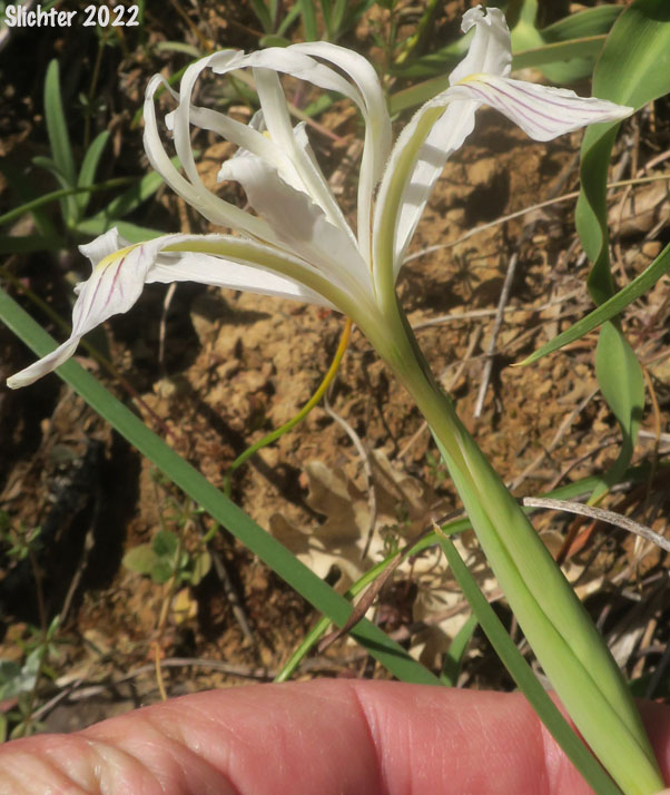 Slender-tubed Iris, Yellow-leaf Iris: Iris chrysophylla (Synonyms: Iris californica, Iris macrosiphon)