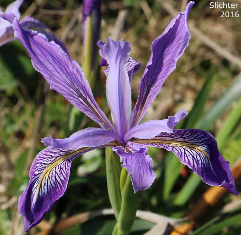 Flowers of Douglas Iris: Iris douglasiana (Synonym: Iris douglasiana var. oregonensis)