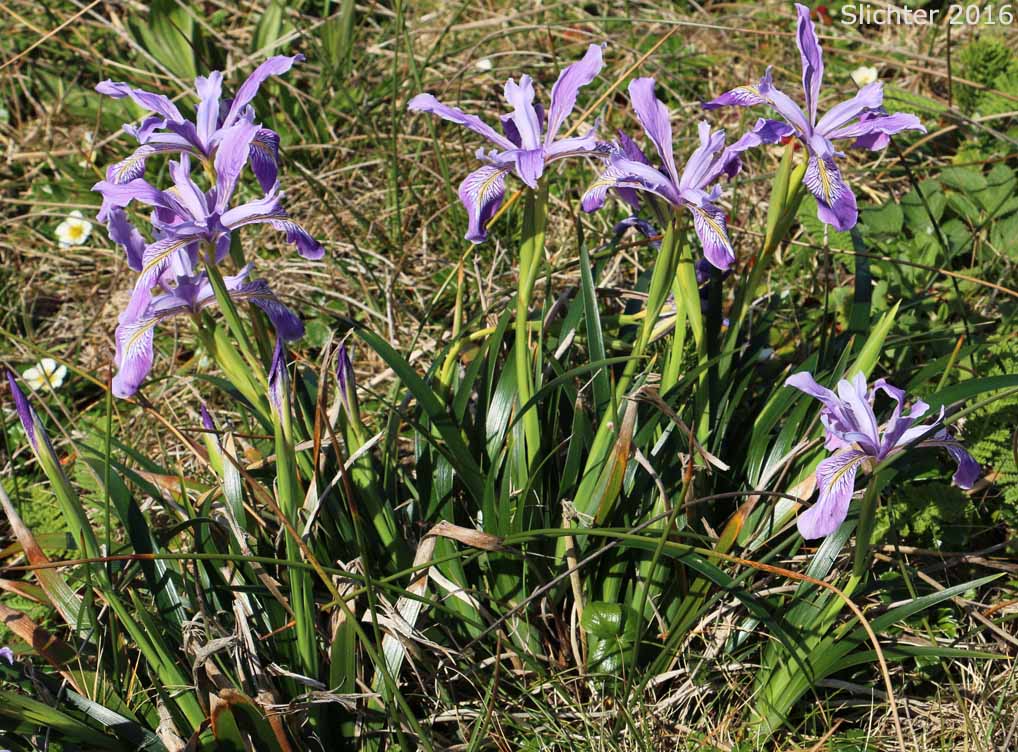Douglas Iris: Iris douglasiana (Synonym: Iris douglasiana var. oregonensis)