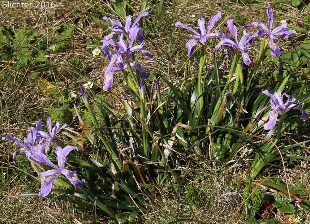 Douglas Iris: Iris douglasiana (Synonym: Iris douglasiana var. oregonensis)