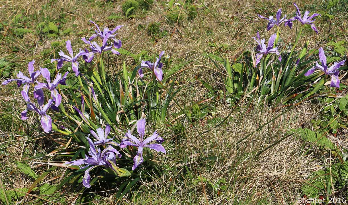 Douglas Iris: Iris douglasiana (Synonym: Iris douglasiana var. oregonensis)