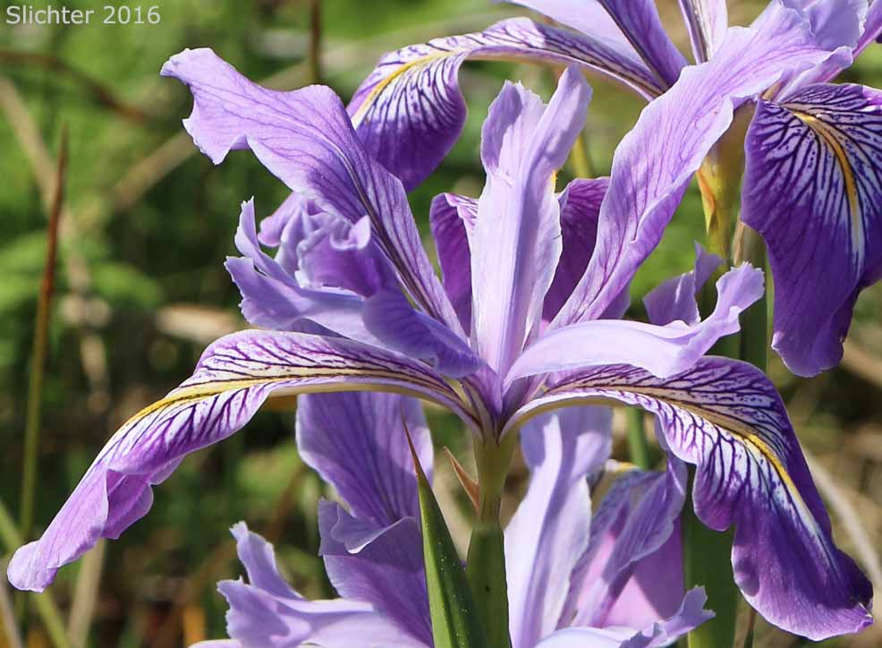 Flowers of Douglas Iris: Iris douglasiana (Synonym: Iris douglasiana var. oregonensis)