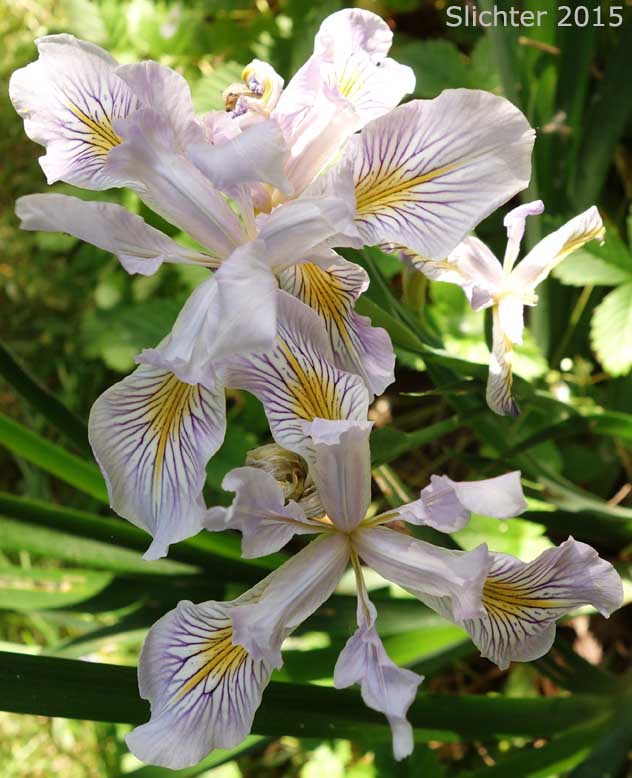 Douglas Iris: Iris douglasiana (Synonym: Iris douglasiana var. oregonenesis)