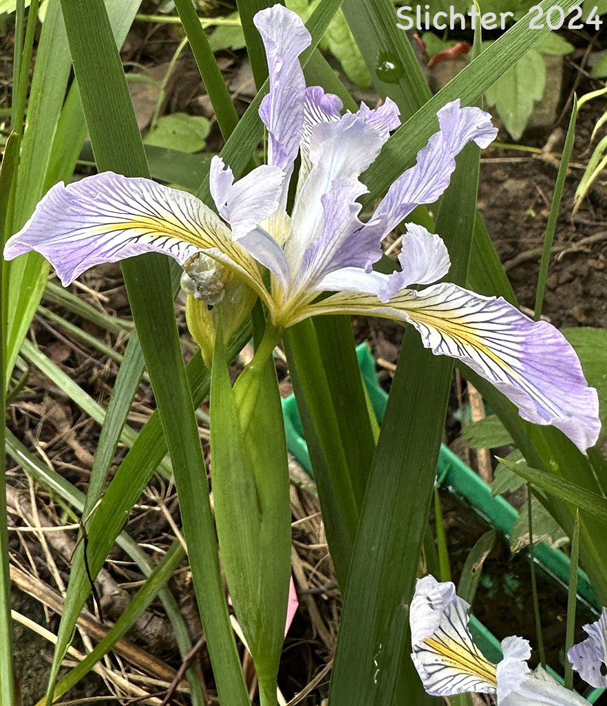 Douglas Iris: Iris douglasiana (Synonym: Iris douglasiana var. oregonensis)