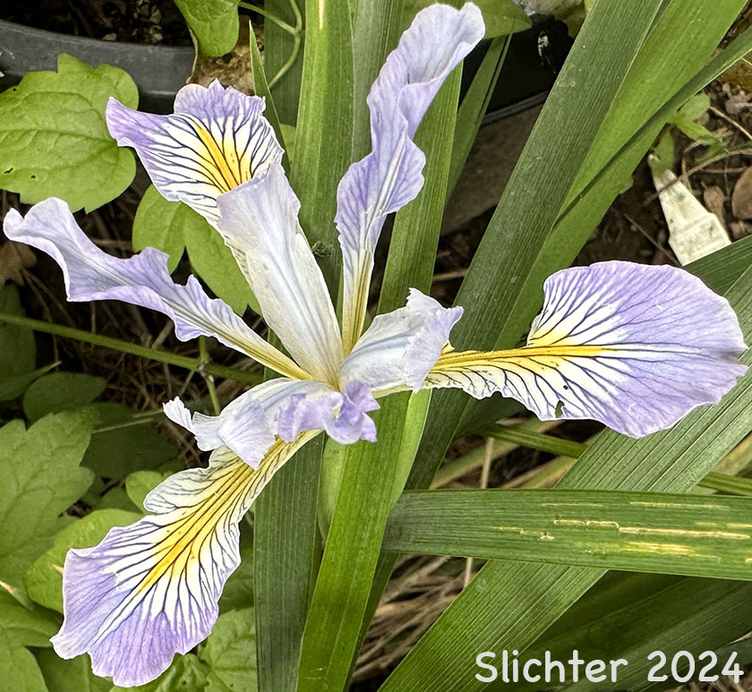 Douglas Iris: Iris douglasiana (Synonym: Iris douglasiana var. oregonensis)