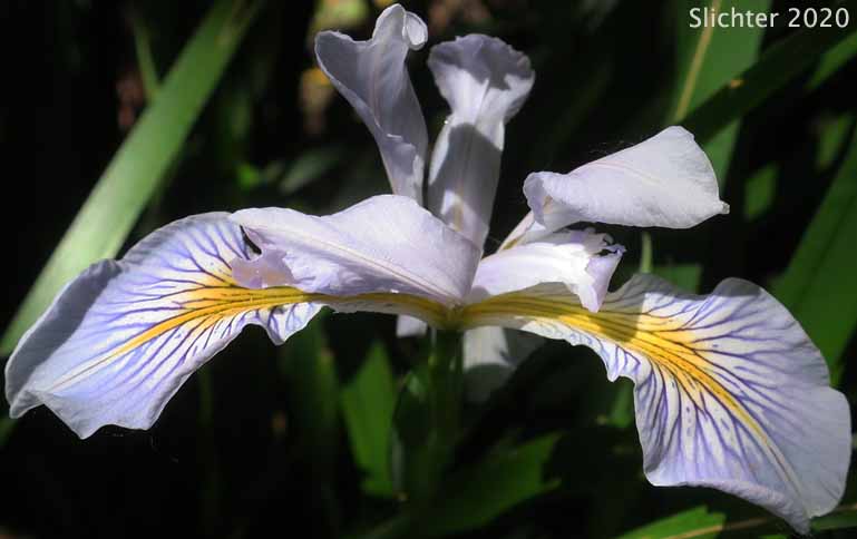 Douglas Iris: Iris douglasiana (Synonym: Iris douglasiana var. oregonensis)