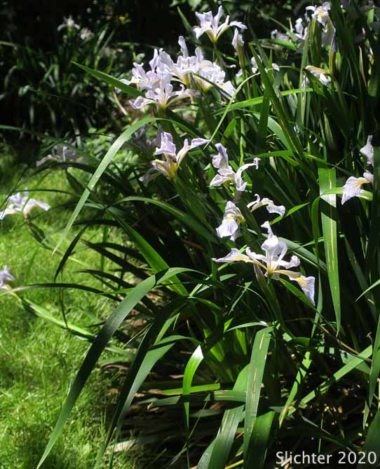 Douglas Iris: Iris douglasiana (Synonym: Iris douglasiana var. oregonensis)