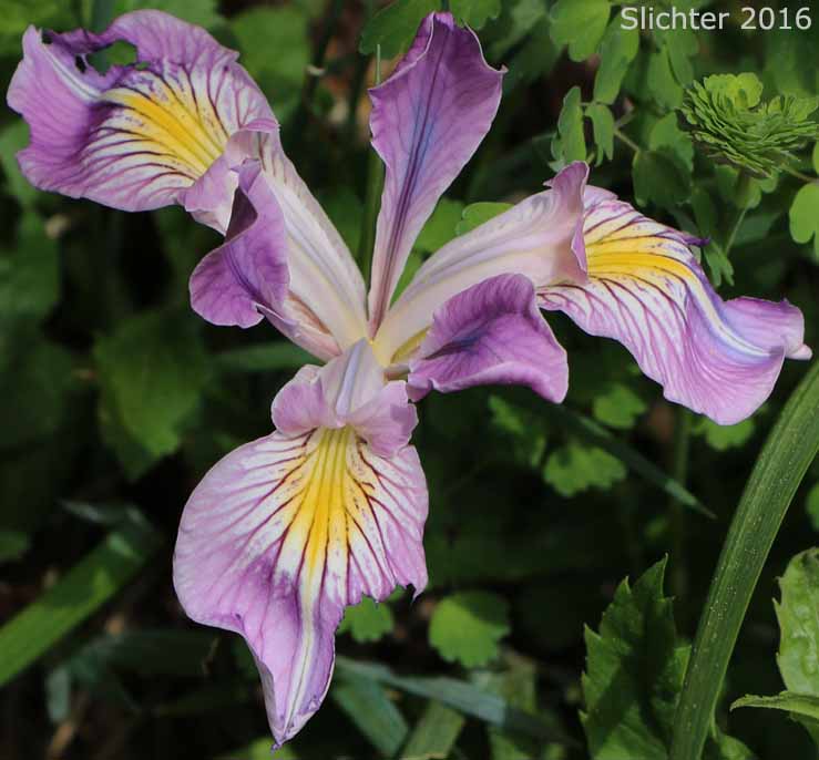 Oregon Flag, Oregon Iris, Tough-leaf Iris, Tough-leaved Iris: Iris tenax var. tenax (Synonyms: Iris tenax ssp. klamathensis, Iris tenax var. marshallii, Iris tenax ssp. tenax)