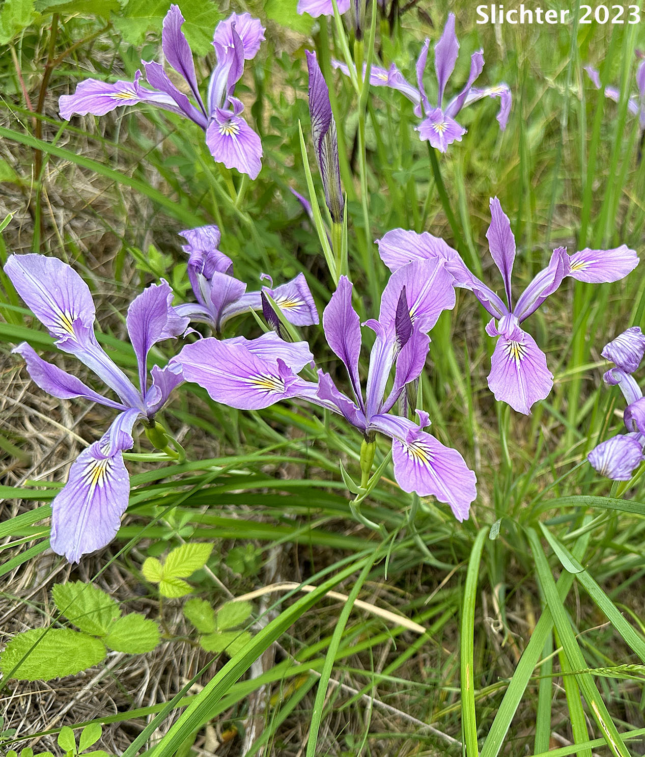 Oregon Flag, Oregon Iris, Tough-leaf Iris, Tough-leaved Iris: Iris tenax var. tenax (Synonyms: Iris tenax ssp. klamathensis, Iris tenax var. marshallii, Iris tenax ssp. tenax)