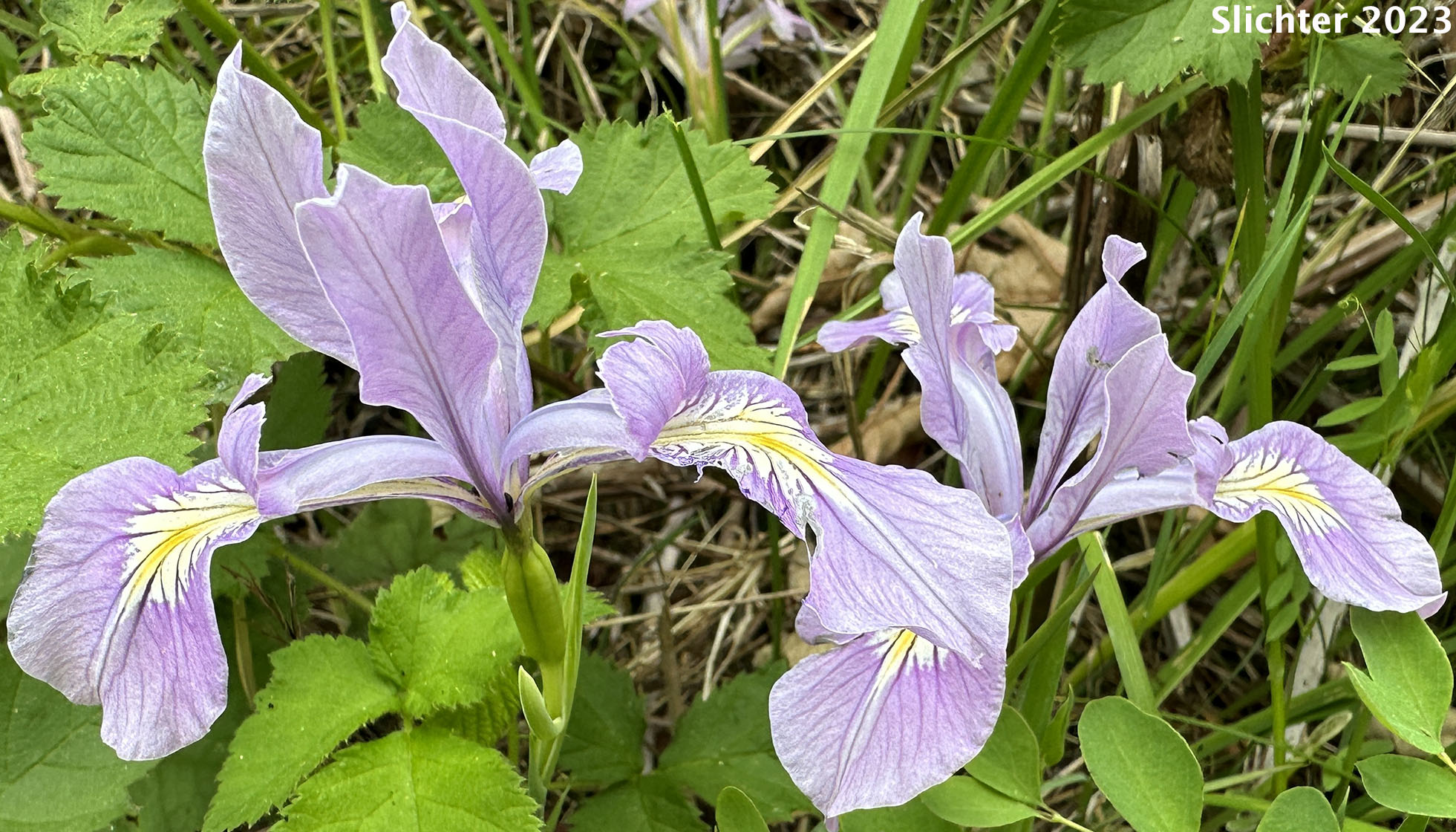 Oregon Flag, Oregon Iris, Tough-leaf Iris, Tough-leaved Iris: Iris tenax var. tenax (Synonyms: Iris tenax ssp. klamathensis, Iris tenax var. marshallii, Iris tenax ssp. tenax)