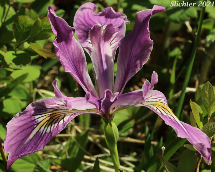 Oregon Flag, Oregon Iris, Tough-leaf Iris, Tough-leaved Iris: Iris tenax var. tenax (Synonyms: Iris tenax ssp. klamathensis, Iris tenax var. marshallii, Iris tenax ssp. tenax)