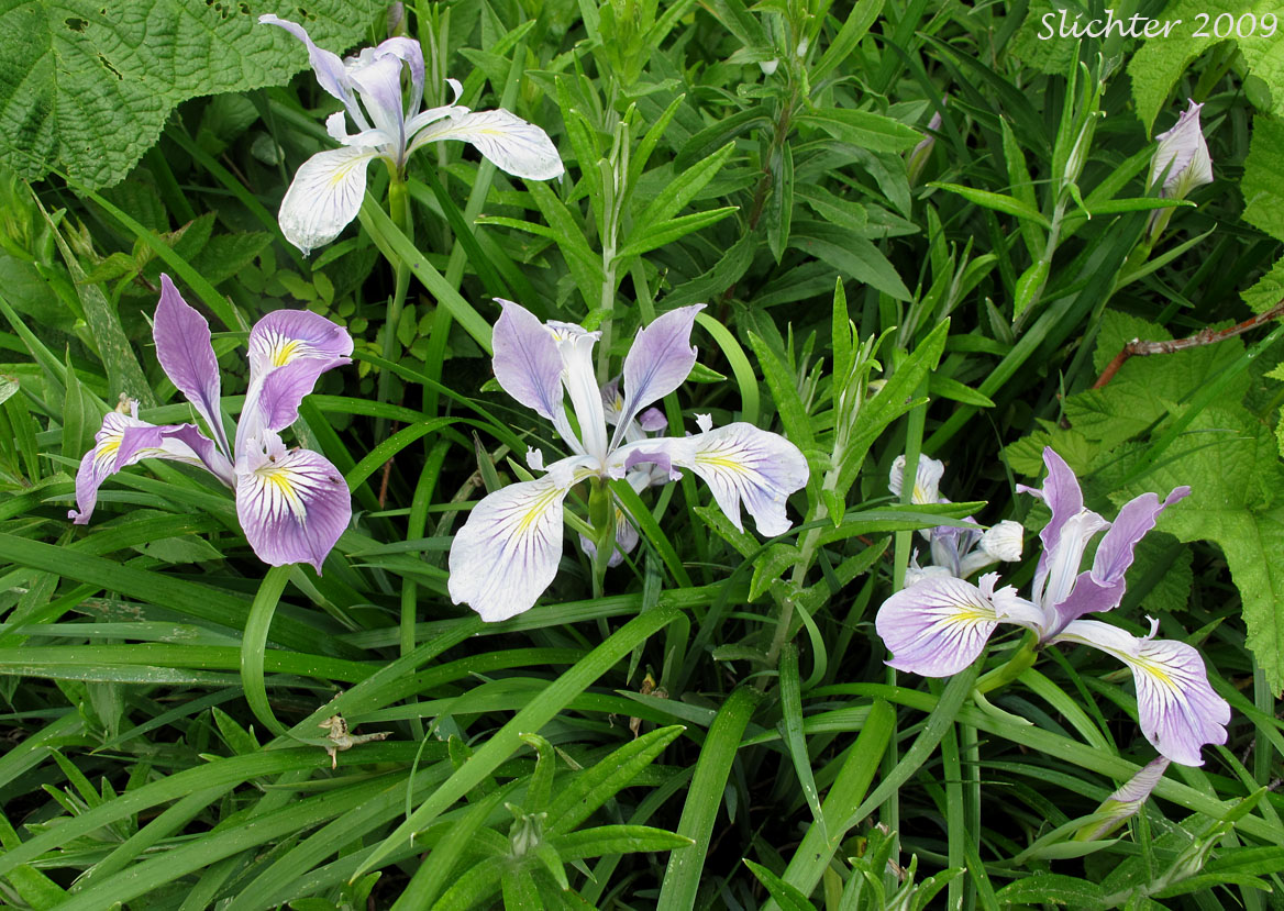 Oregon Flag, Oregon Iris, Tough-leaved Iris: Iris tenax var. tenax